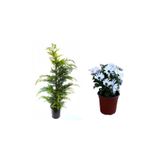 Serada Decor Plant Leylandi Çam Ağacı Fidanı+Beyaz Bodrum Papatyası 2'li Bahçe Peyzaj Seti