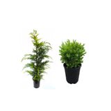 Serada Decor Plant Leylandi Çam Ağacı Fidanı+Çalı Şimşiri 2'li Set Saksılı Dış Mekan Bitkisi