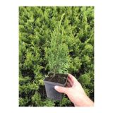 serada decor & plant Leylandi Çam Fidanı 10-30cm 30 ADET Tüplü Bahçe Bitkisi (Cupressus Leylandii)
