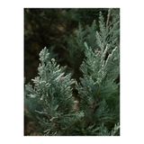 serada decor & plant Leylandi Cupressus Dekorasyon Bitkisi, 30-40 cm, 1 Adet Tüplü