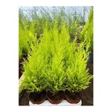 Serada Decor & Plant Limon Çamı Fidanı, 20 Adet Tüplü, 15-30cm, Bahçe Bitkisi