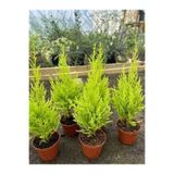 serada decor plant Limon Çamı Fidanı 40 ADET Tüplü Mini Boy 15-30cm Bahçe Çit Bitkisi