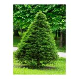 Serada Decor & Plant Limon Çamı Limoni Servi, 30-50 cm, 1 Adet Tüplü Dış Mekan Ağacı, Cupressus Macrocarpa Goldcrest