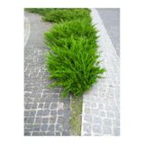 serada decor & plant Limon Çamı Limoni Servi, 50-60 cm, Saksılı Dış Mekan Ağacı, Cupressus Macrocarpa