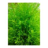serada decor & plant Limon Çamı Limoni Servi, 60-70 cm, 1 Adet Saksılı Dış Mekan Ağacı, Cupressus Macrocarpa