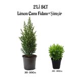 Serada Decor & Plant Limon Çamı (Servi) 30-50cm + Çalı Şimşiri 30-40cm 2'li Set Saksılı Dış Mekan Bitkisi