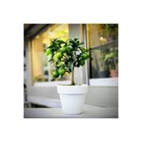 Serada Decor & Plant Limon Fidanı, Bodur, Saksılı, Sarı Meyve