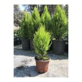 Serada Decor Plant Limon Kokulu Çam Ağacı 30-40 cm Limoni Servi Cupressus