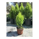Serada Decor Plant Limon Kokulu Çam Ağacı 30-40 cm Limoni Servi Cupressus