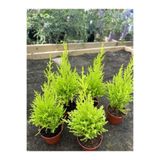 Serada Decor & Plant Limon Kokulu Limon Çamı Fidanı, 30 Adet, 15-20 cm, Tüplü Dış Mekan Bitkisi