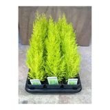 Serada Decor & Plant Limon Kokulu Limon Çamı Fidanı, Sarı Renkli, 30 Adet, 15-20 cm, Tüplü Dış Mekan Bitkisi
