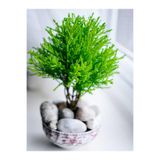 Serada Decor & Plant Limon Kokulu Limon Servi Mini, 20-30 cm, Saksılı Dış Mekan Bitkisi, Yeşil