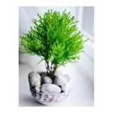 Serada Decor & Plant Limon Kokulu Limon Servi Mini, 20-30 cm, Saksılı Dış Mekan Bitkisi, Yeşil