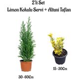 Serada Decor Plant Limon Kokulu Servi Ağacı Fidanı+ Altuni Taflan 2'li Set Saksılı Dış Mekan Bitkisi