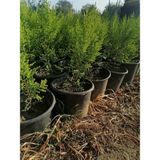 Serada Decor Plant Limon Selvi Çam 10 Adet Kokulu (Cupressus Macrocarpa Goldcrest) Saksılı 40-50 cm