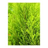 Serada Decor & Plant Limon Servi Çam Fidanı, 30-50 cm, 1 Adet, Saksılı, Cupressus Macrocarpa