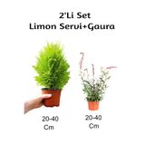 Serada Decor & Plant Limon Servi + Gaura Çiçeği 2'Li Set Dış Mekan Bitkisi, 20-40 cm