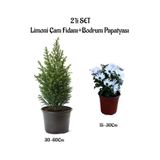 serada decor & plant Limoni Çam Ağacı Fidanı + Beyaz Bodrum Papatyası 2'li Bahçe Peyzaj Seti, Çok Renkli