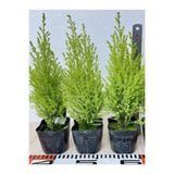 serada decor & plant Limoni Limon Çamı Fidanı 20 ADET Tüplü (15-20cm) Dış Mekan Bahçe Dekorasyon Ağacı
