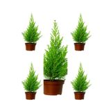 Serada Decor & Plant Limoni Servi, 20-30 cm, 5 Adet Tüplü Dış Mekan Bitkisi, Cupressus Macrocarpa, Yeşil