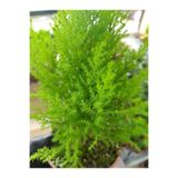 Serada Decor & Plant Limoni Servi (30-40 CM) 3 Adet Saksılı Cupressus