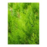 serada decor & plant Limoni Servi Fidanı, 30-40 cm, Dış Mekan Bitkisi, Cupressus Macrocarpa, 1 Adet