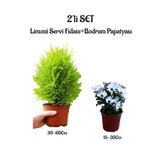 serada decor & plant Limoni Servi Fidanı + Beyaz Bodrum Papatyası 2'li Bahçe Peyzaj Seti