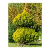 serada decor & plant Limoni Servi Limon Kokulu Saksılı Dış Mekan Bitkisi, 20-40 cm, 1 Adet