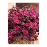 serada decor & plant Loropetalum chinense Canlı Formlu Bordo Yapraklı (20-40cm)Dekoratif Bahçe Bitkisi
