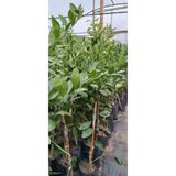 serada decor & plant Mandalina Satsuma 3 Yaş Aşılı Mandalina Fidanı, 150-200cm, Tüplü