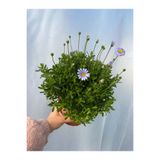 Serada Decor Plant Mavi Çalı Papatyası-Maviş 1 Adet SAKSILI15-30CM Bahçe Peyzaj Bitkisi(Blue Daisy)