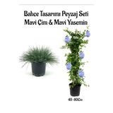 serada decor & plant Mavi Çim 1 ADET Saksılı (10-20cm)+Mavi Yasemini Çiçeği 1 ADET Saksılı Bahçe seti