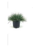 serada decor & plant Mavi Çim Saksılı 1 Adet, Buz Çiçeği 10 Adet Bahçe Seti