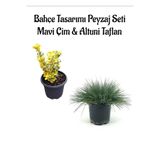 Serada Decor & Plant Mavi Çim ve Altuni Taflan Bahçe Seti, 2 Adet Saksılı Bitki