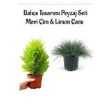 Serada Decor & Plant Mavi Çim ve Limon Çamı Bahçe Seti, 2 Adet Saksılı Bitki