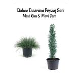Serada Decor & Plant Mavi Çim ve Mavi Çam Ağacı Bahçe Seti, 10-20cm + 30-60cm