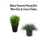 serada decor & plant Mavi Çim ve Şimşir Fidanı Bahçe Seti, 2 Adet Saksılı Bitki