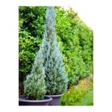 serada decor & plant Mavi Leylandi Fidanı, 10-15 cm, 1 Adet, Tüplü, Cupressus