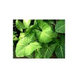 serada decor & plant Melek Kanadı Çiçeği Fidanı 40 cm, Yeşil