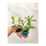 serada decor & plant Melisa Çiçeği ve Arap Yasemin Sarmaşığı, Dış Mekan Kokulu Bitkiler, Çok Renkli