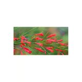 Serada Decor & Plant Mercan Çiçeği Fidanı, 50 cm, Kırmızı, Extra Dolgun Çiçekli