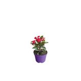 Serada Decor & Plant Milli Dikenler Tacı Kırmızı Renkli 1 Adet Saksılı (5-10 cm) İç/Dış Mekan Bitkisi
