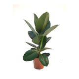 serada decor & plant Mini Boy Kauçuk Fidanı, Saksılı, 20-45cm, Yeşil, Ficus Elastica