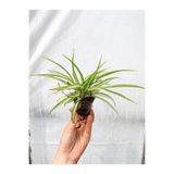 Serada Decor & Plant Mini Kurdele Çiçeği Bitkisi, 5-15 cm, Saksılı, Chlorophytum