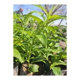 serada decor & plant Mini Melisa Fidanı, 10-30 cm, Tüplü, Bahçe Dış Mekan Bitkisi