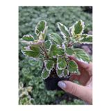 Serada Decor & Plant Mini Özel Tür Kokulu Benjamin Çiçeği Fidanı Saksılı, 10-20 cm, Yeşil-Beyaz