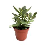 Serada Decor & Plant Mini Para Yeşim Çiçeği, 10-15 cm, Canlı Sukulent