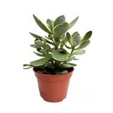 Serada Decor & Plant Mini Para Yeşim Çiçeği, 10-15 cm, Canlı Sukulent