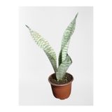 Serada Decor & Plant Mini Paşa Kılıcı Sansevieria, 30-40cm, Yeşil