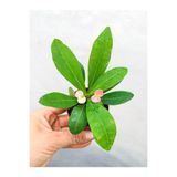 Serada Decor & Plant Mini Pembe Çiçekli Dikenler Tacı Çiçeği, 5-15 cm, Saksılı, Euphorbia Milii